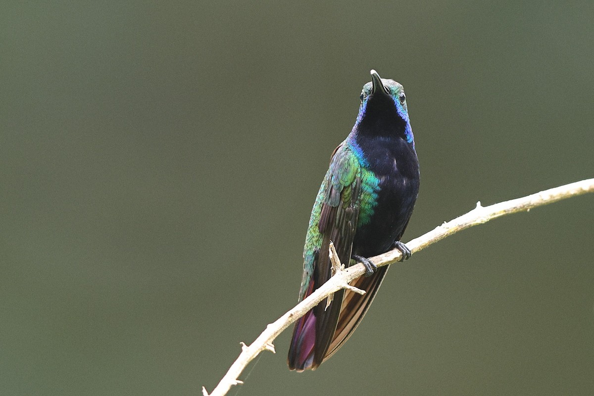 kolibřík tropický - ML550231961