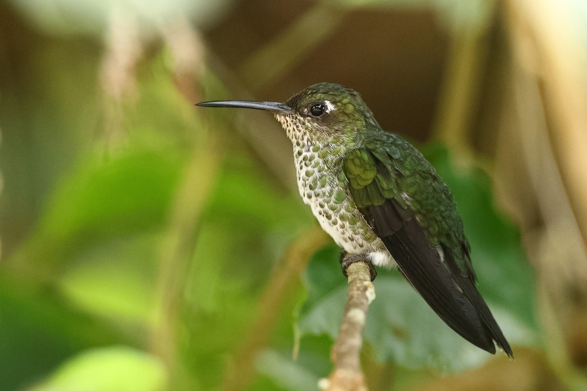 Many-spotted Hummingbird - ML550232331