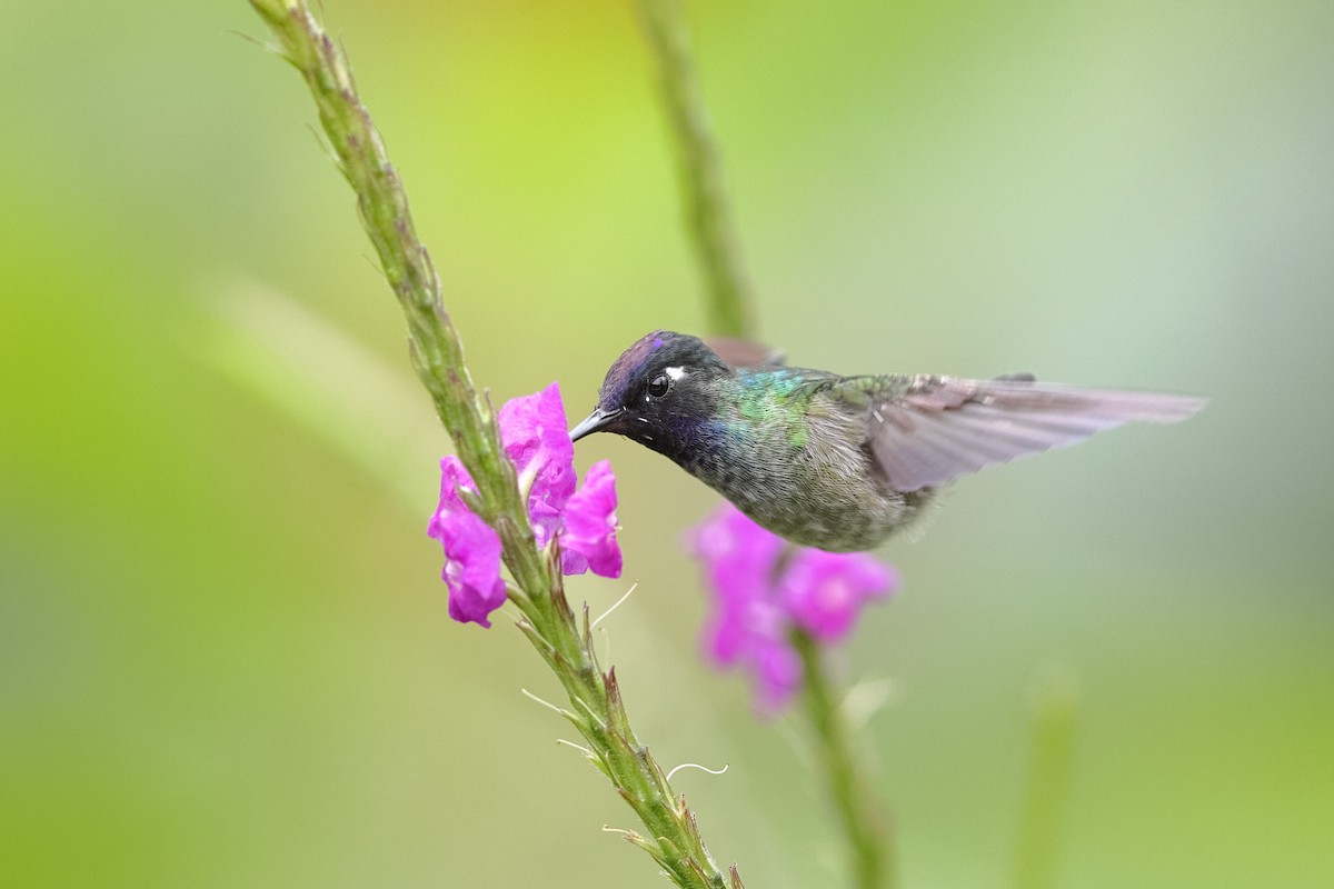 Violet-headed Hummingbird - ML550232581