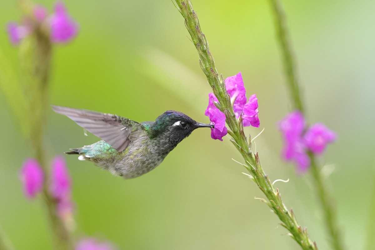 Violet-headed Hummingbird - ML550232601