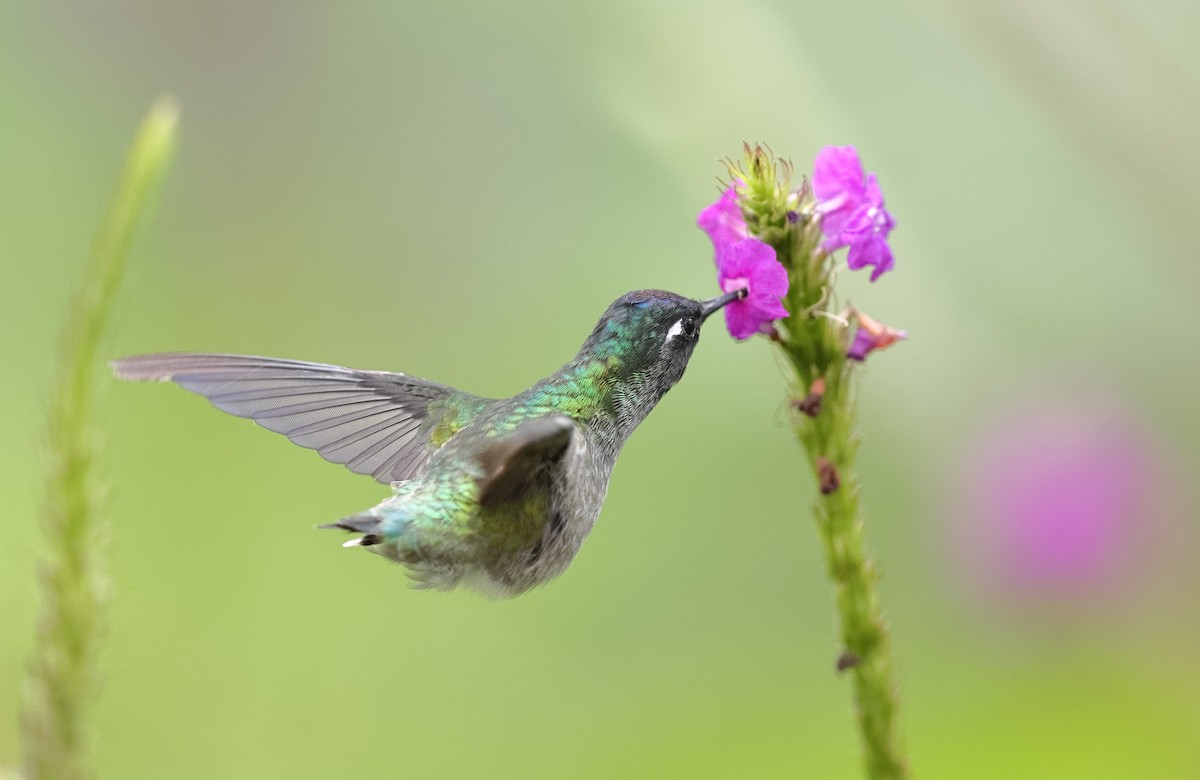 Violet-headed Hummingbird - ML550232621