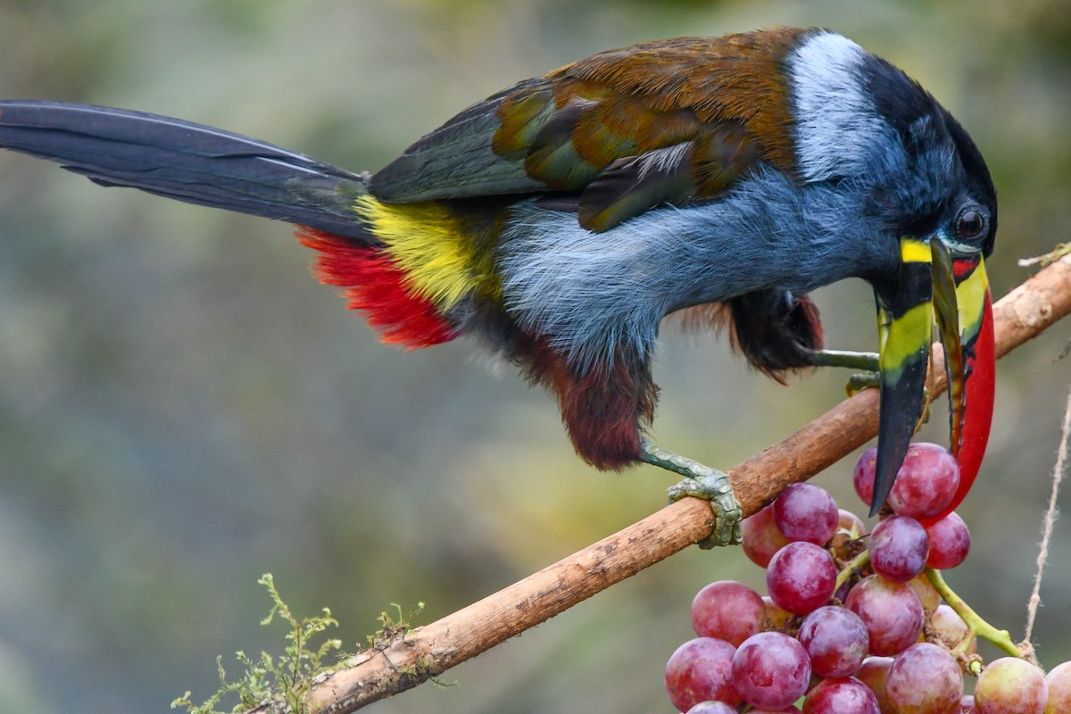 Gray-breasted Mountain-Toucan - Christine Kozlosky