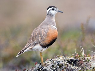  - Eurasian Dotterel