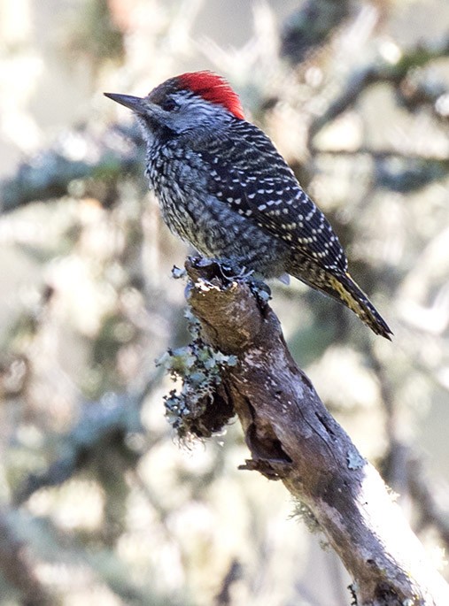 Cardinal Woodpecker - Bruce Ward-Smith
