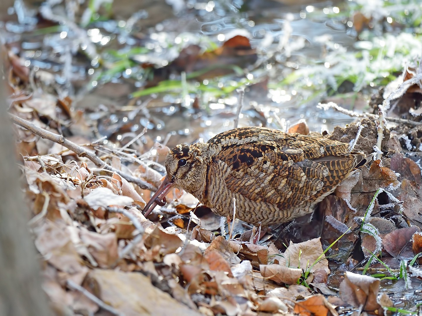 Eurasian Woodcock - Ferit Başbuğ