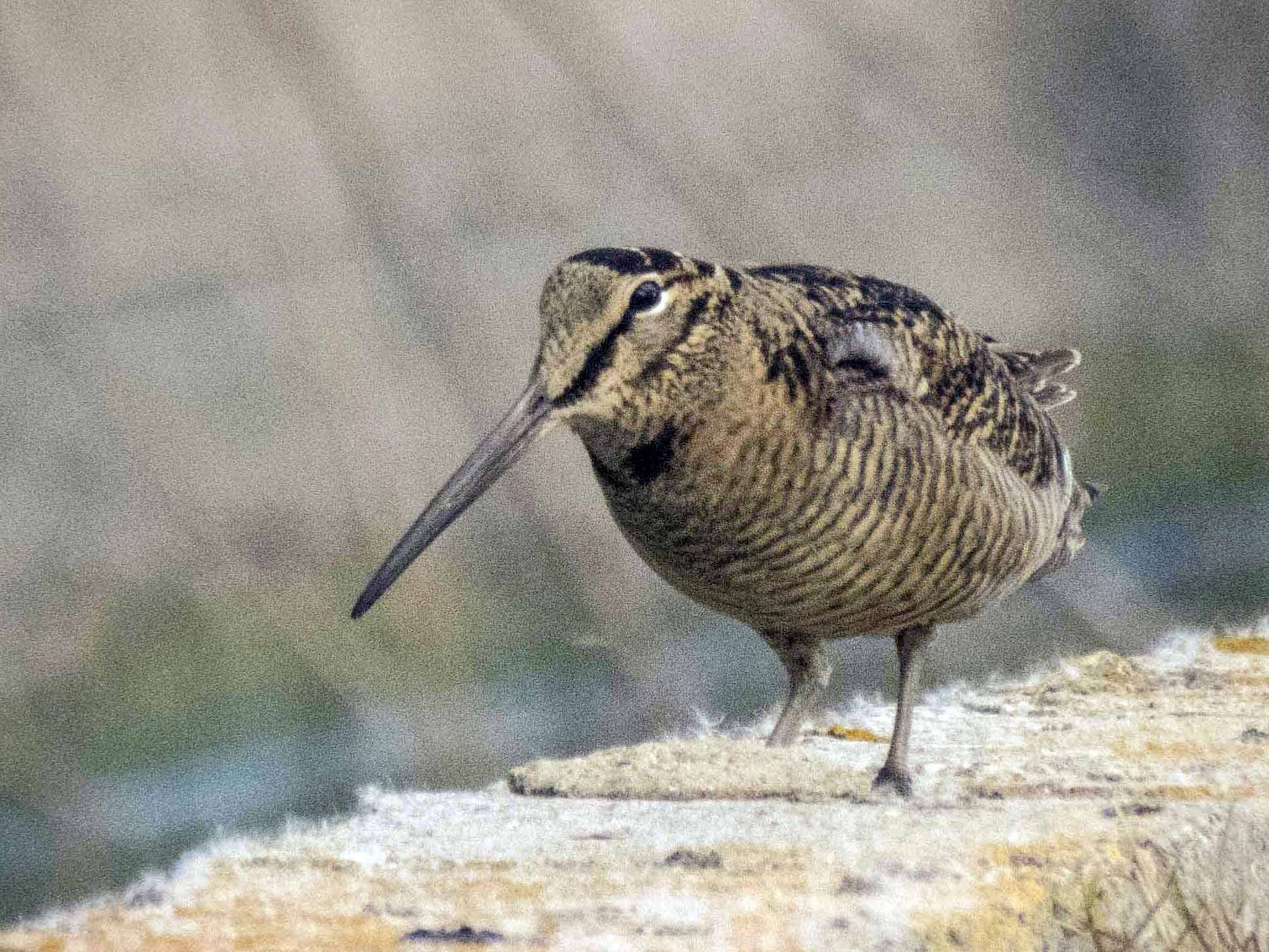 Eurasian Woodcock - Yanina Maggiotto