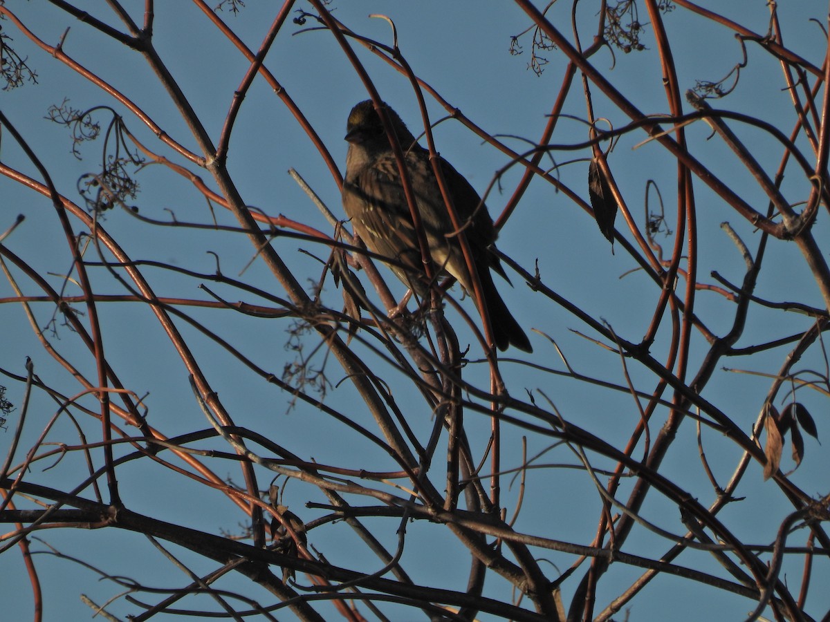 Golden-crowned Sparrow - ML550239161