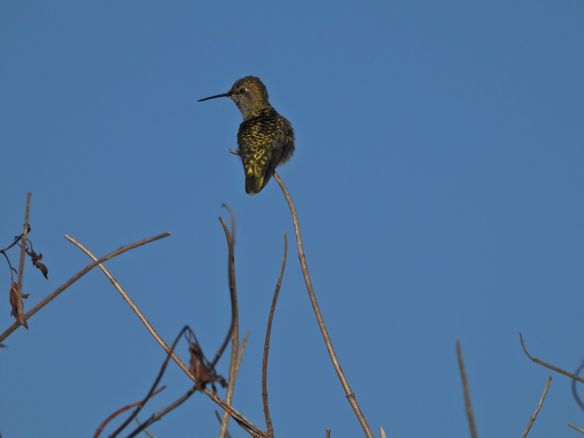 Anna's Hummingbird - ML550239251