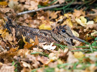  - Eurasian Woodcock