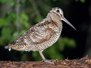  - Eurasian Woodcock