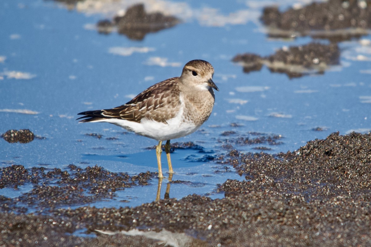 Rufous-chested Dotterel - ML550240071