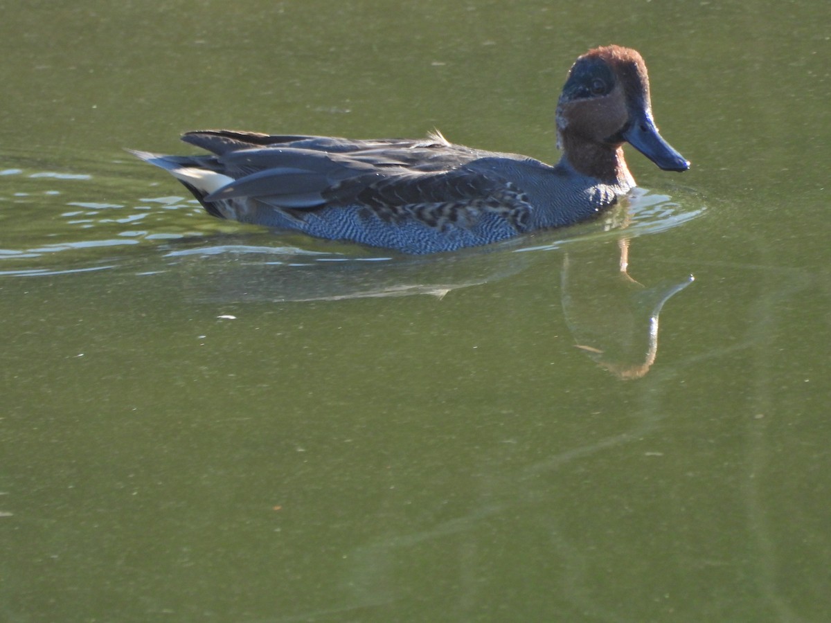 Green-winged Teal - ML550240621