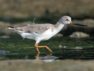 非繁殖期の成鳥／未成鳥 - Aravind Amirtharaj - ML55024151