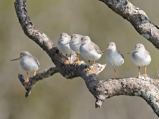 非繁殖期の成鳥／未成鳥 - Stephen Haase - ML55024161