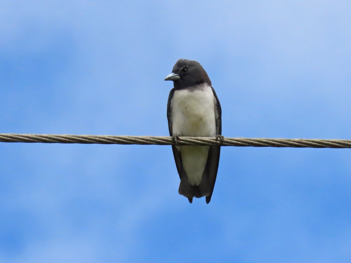 White-breasted Woodswallow - ML550242351