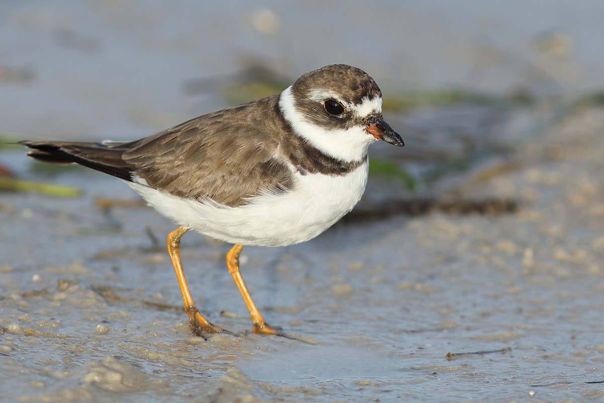 Semipalmated Plover - ML550243991