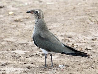 非繁殖期の成鳥 - Nigel Voaden - ML55024441