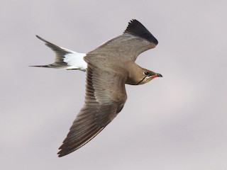 繁殖期成鳥 - Volker Hesse - ML55024481