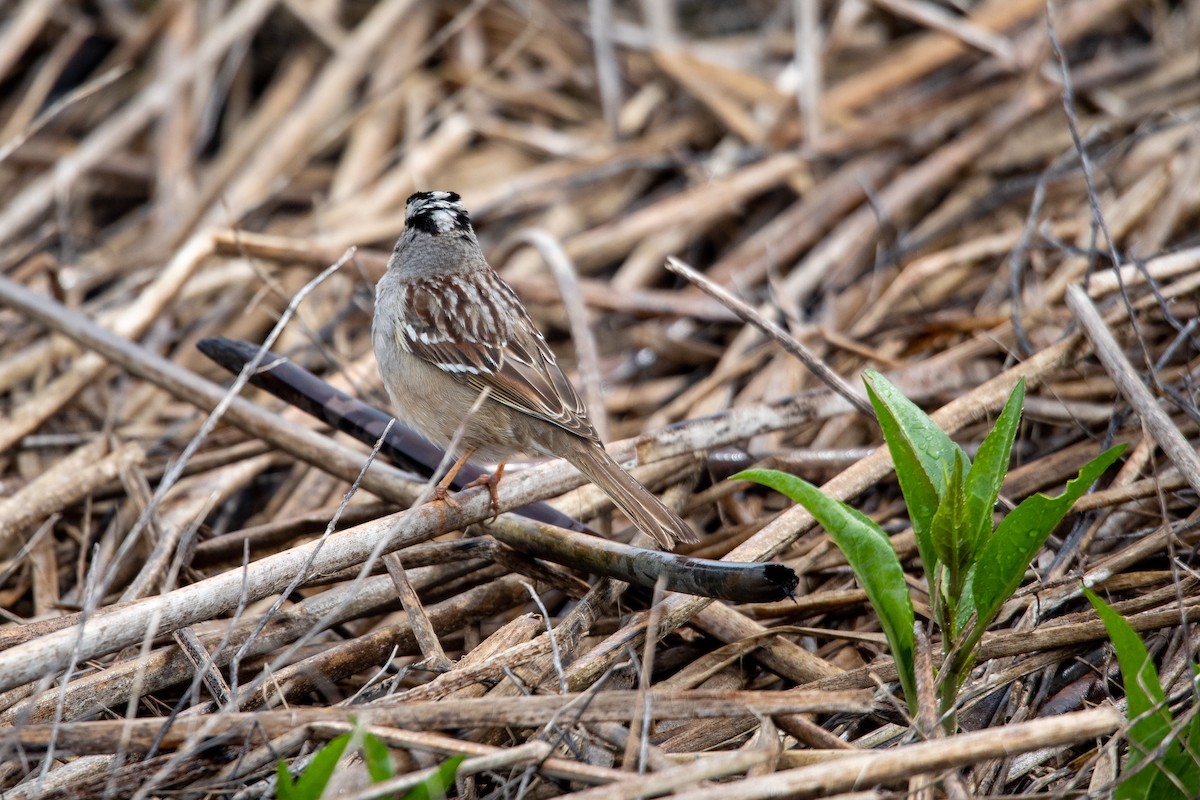 White-crowned Sparrow - ML550246781