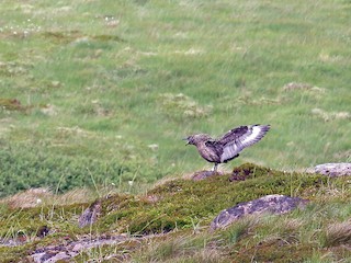  - Great Skua