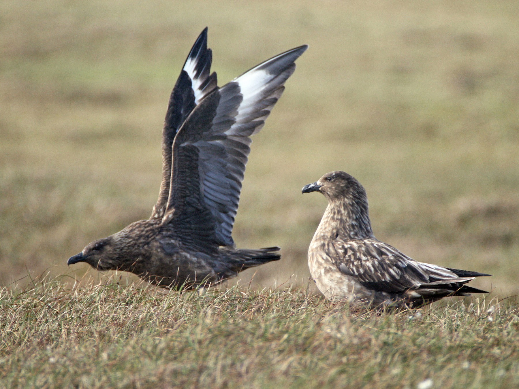 Great Skua - Alexander Lees