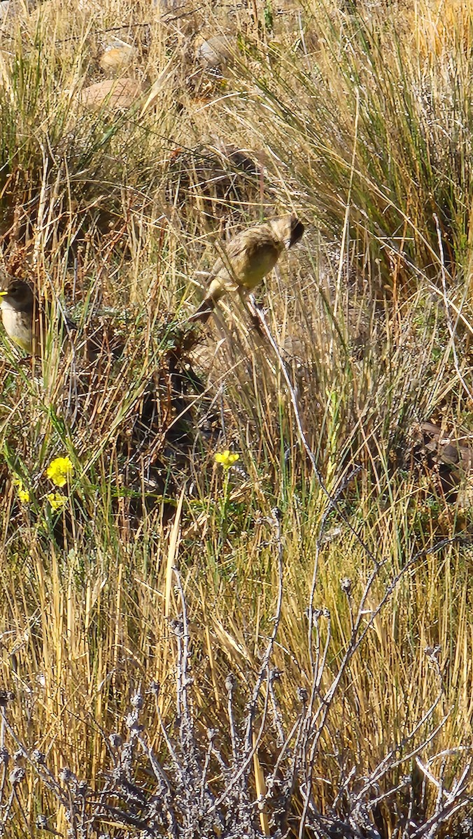 Grassland Yellow-Finch - Annick Morgenthaler