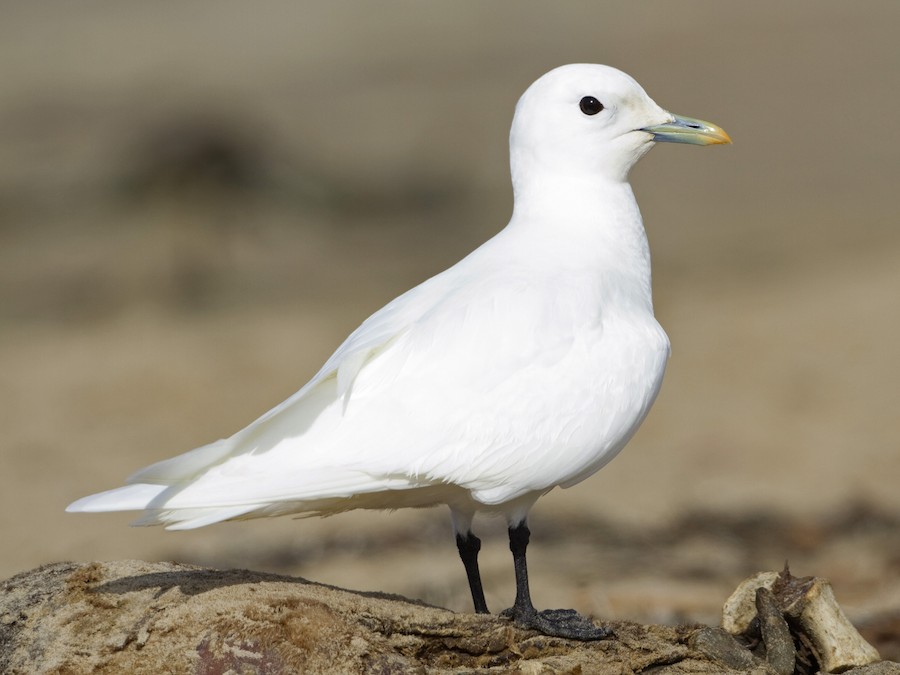 Ivory Gull - eBird