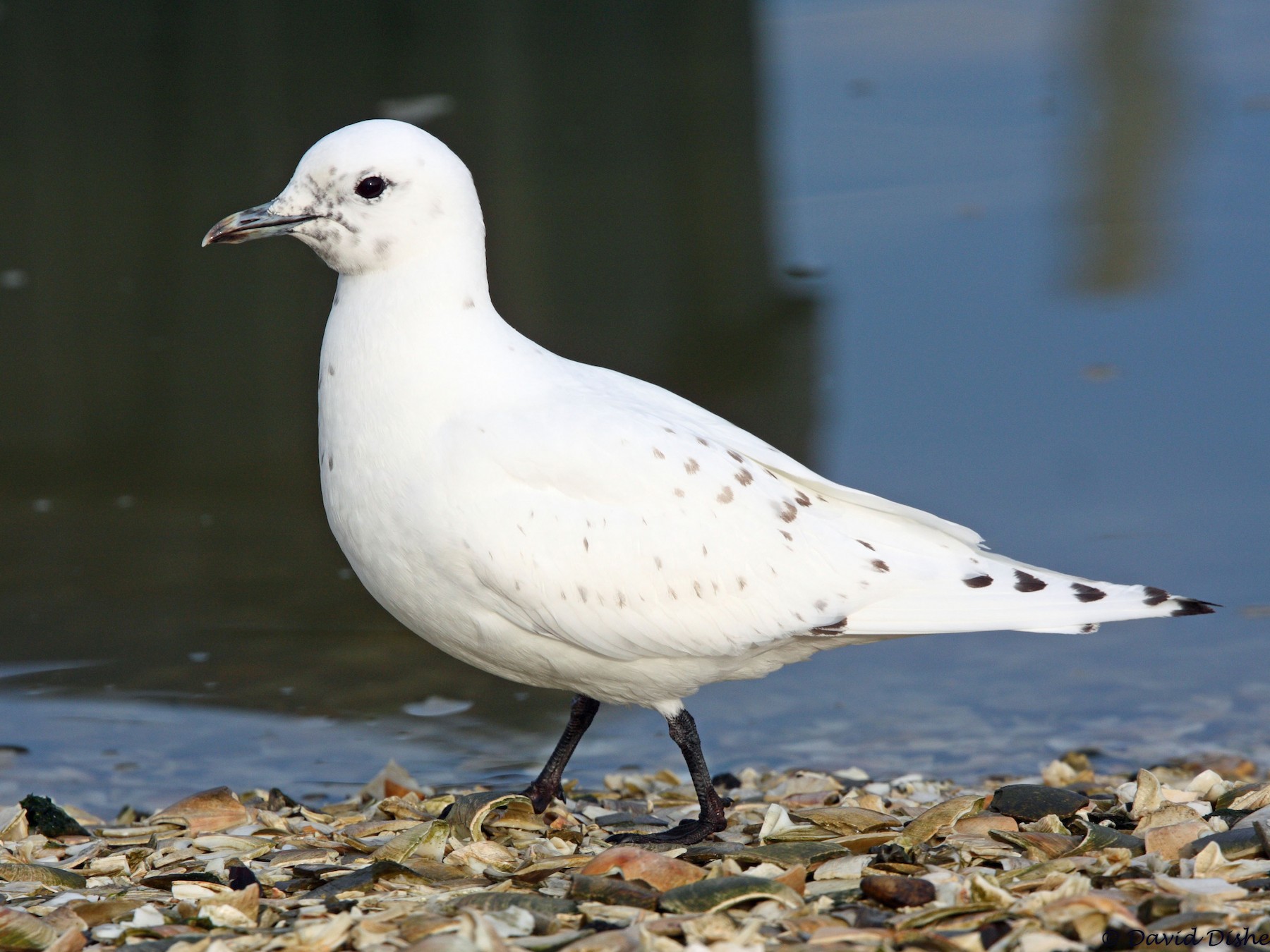 Ivory Gull - David Disher