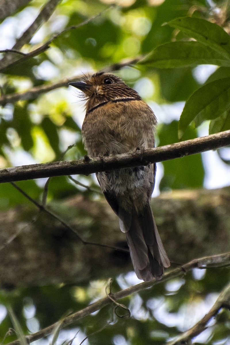 Crescent-chested Puffbird (Greater) - ML550252861