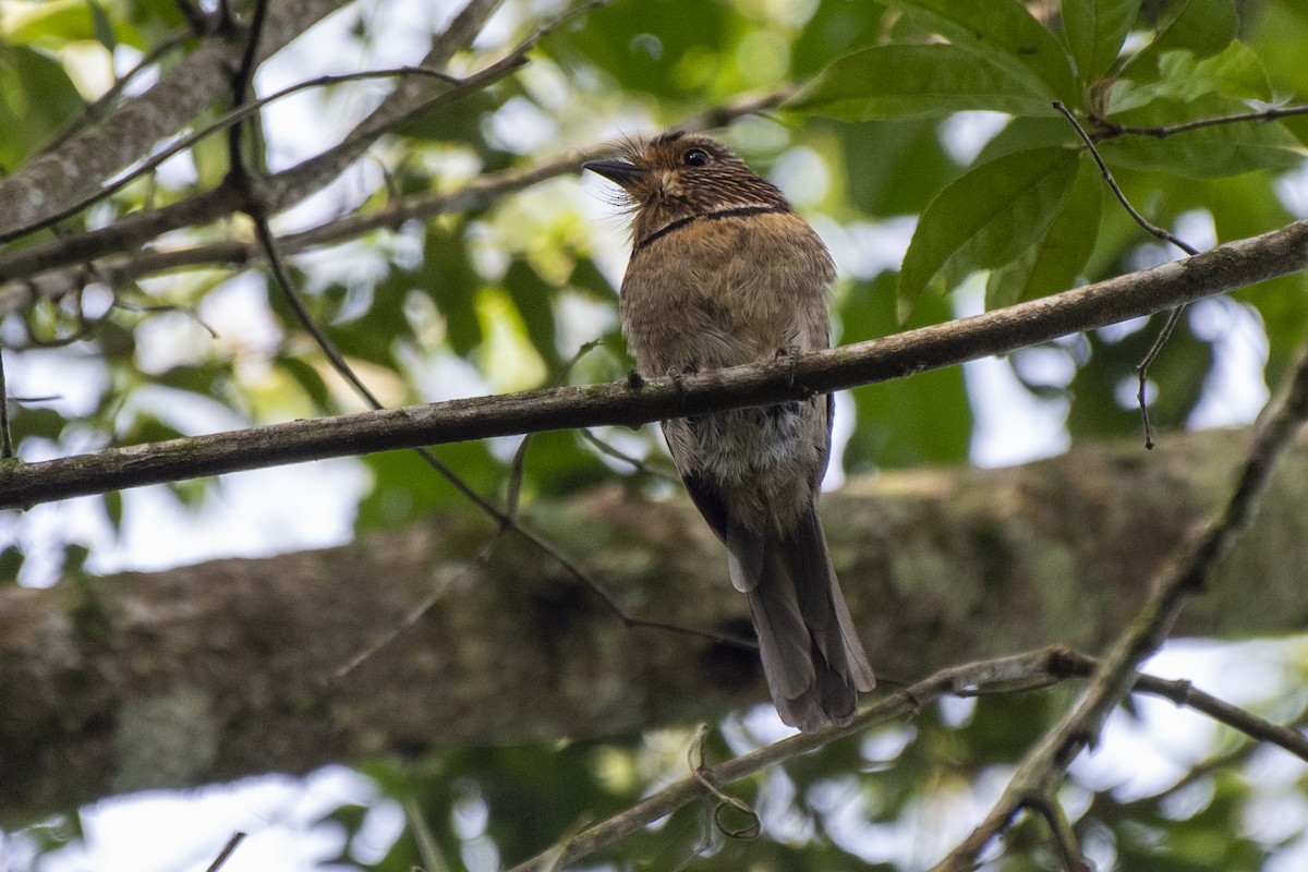 Crescent-chested Puffbird (Greater) - ML550252871