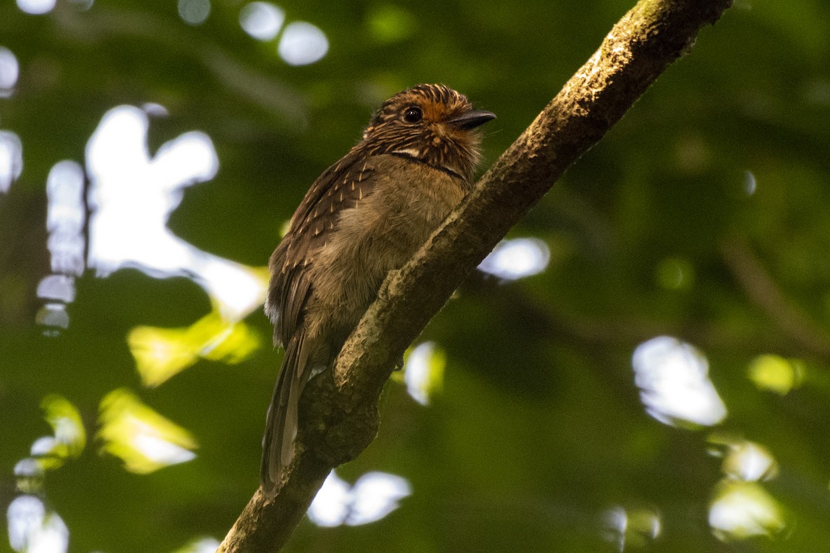 Crescent-chested Puffbird (Greater) - ML550252901