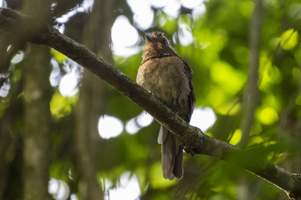 Crescent-chested Puffbird (Greater) - ML550252911