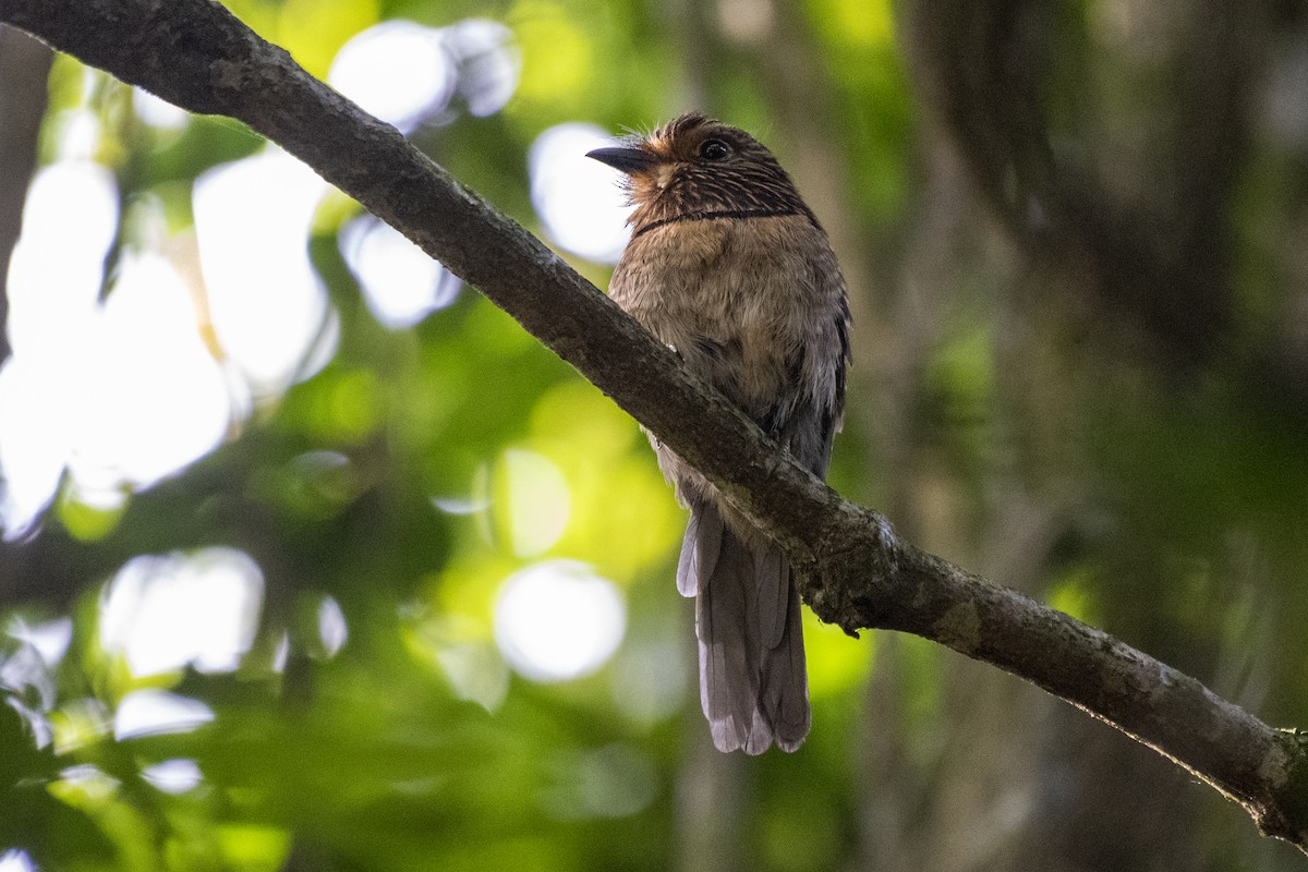 Crescent-chested Puffbird (Greater) - ML550252931