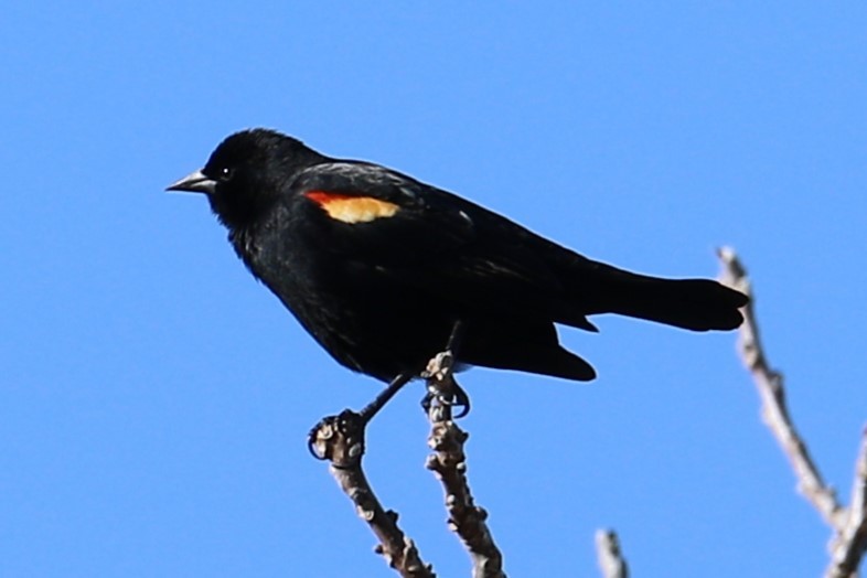 Red-winged Blackbird - ML550254621