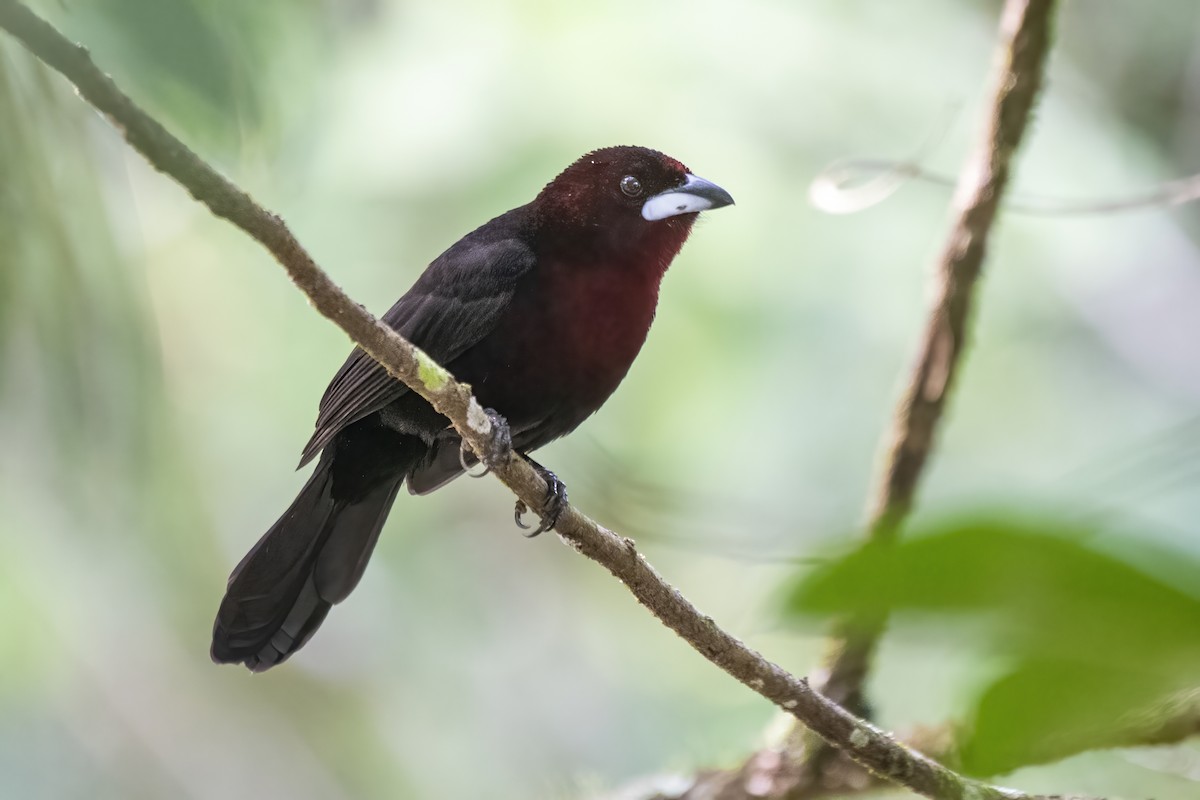 Silver-beaked Tanager - ML550254811