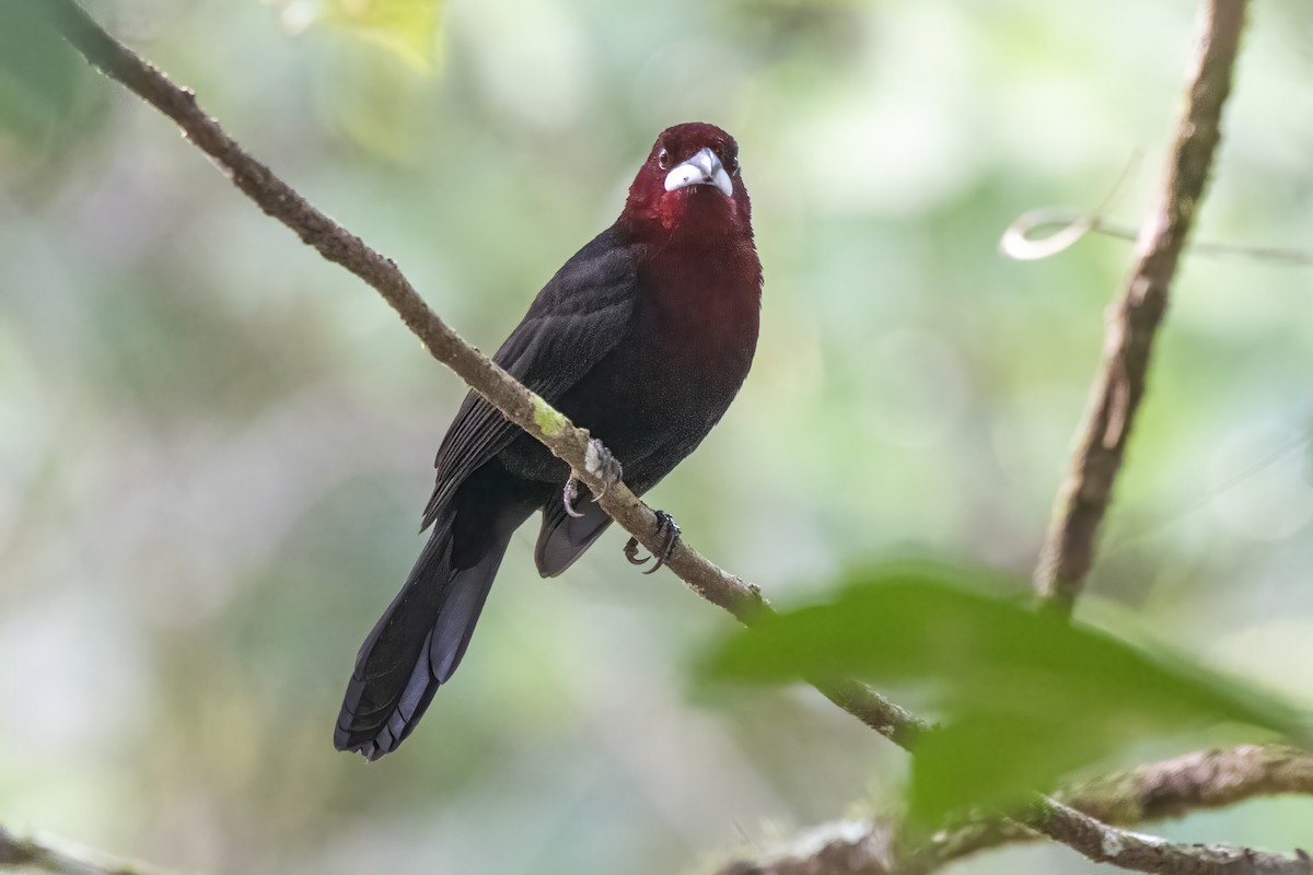 Silver-beaked Tanager - ML550254821
