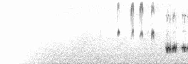  - American Dipper (Northern)