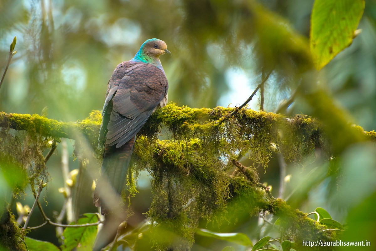 Barred Cuckoo-Dove - Saurabh Sawant