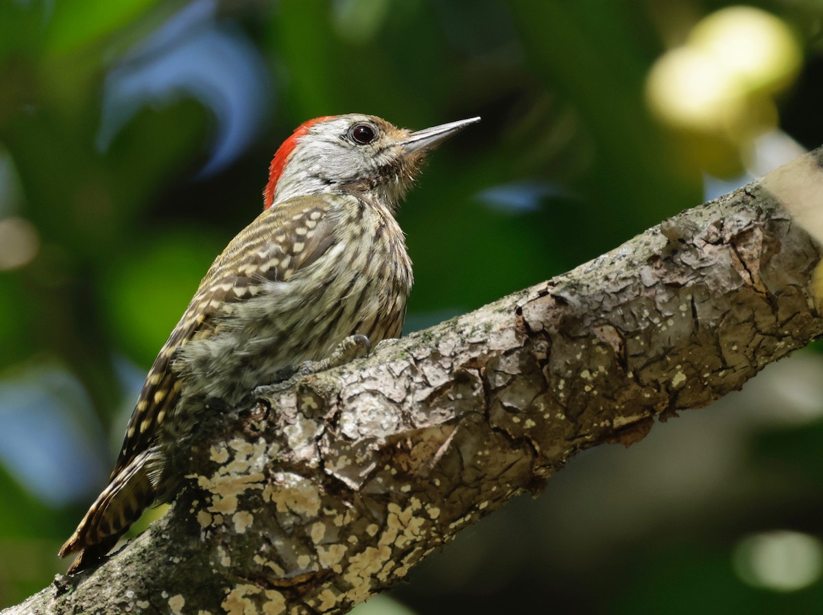Cardinal Woodpecker - ML550258351