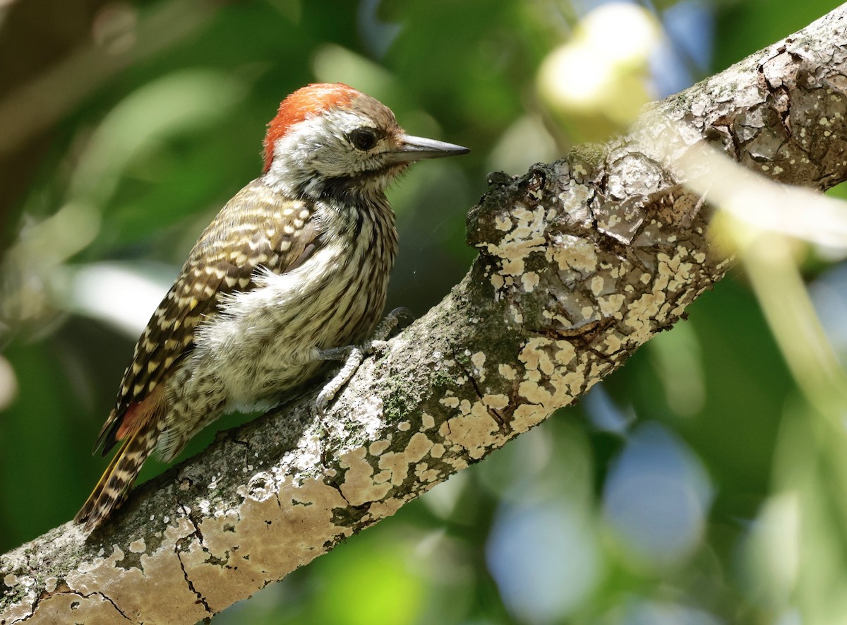 Cardinal Woodpecker - ML550258361