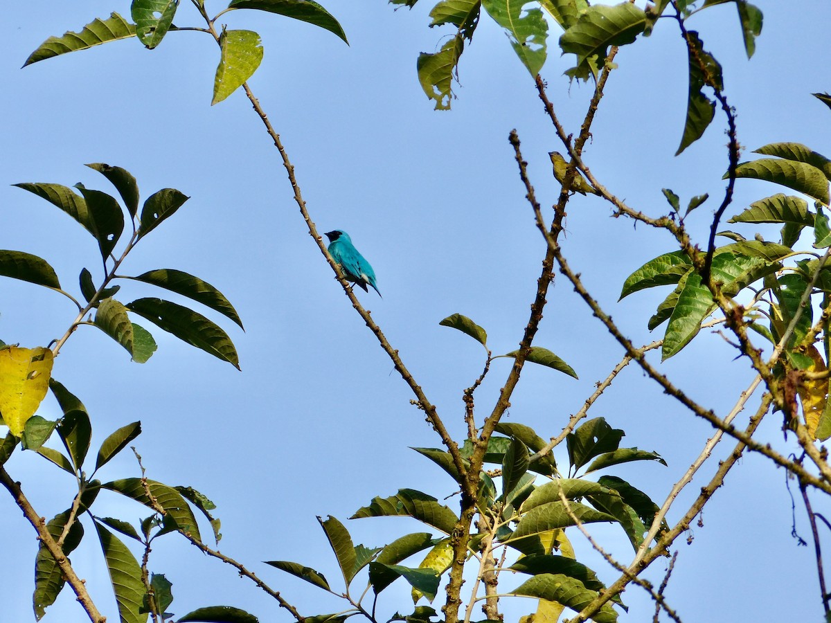 Swallow Tanager - ML550260581