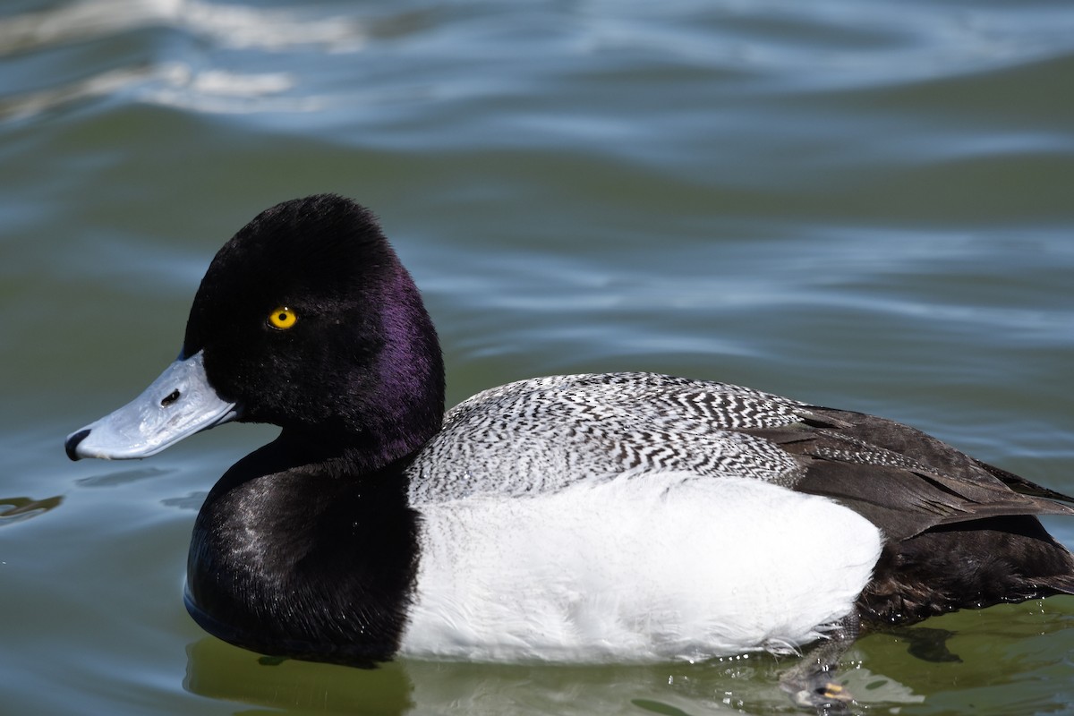 Lesser Scaup - Colin Krug