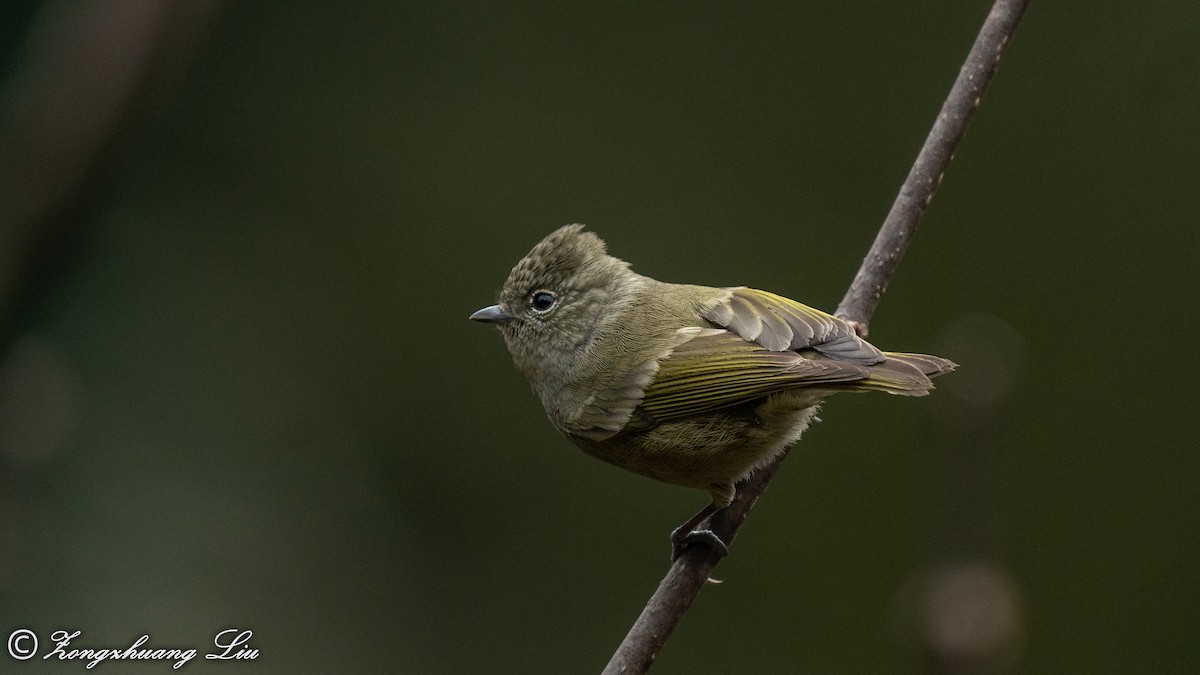 Yellow-browed Tit - ML550263081