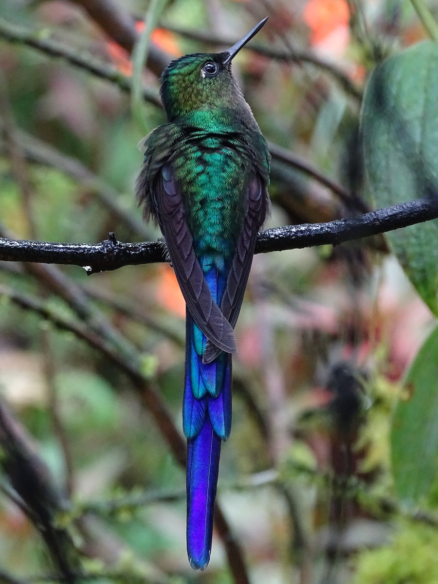 Violet-tailed Sylph - ML550266191