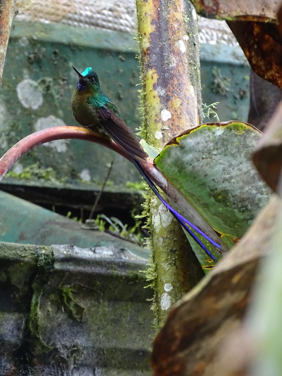 Violet-tailed Sylph - ML550266501