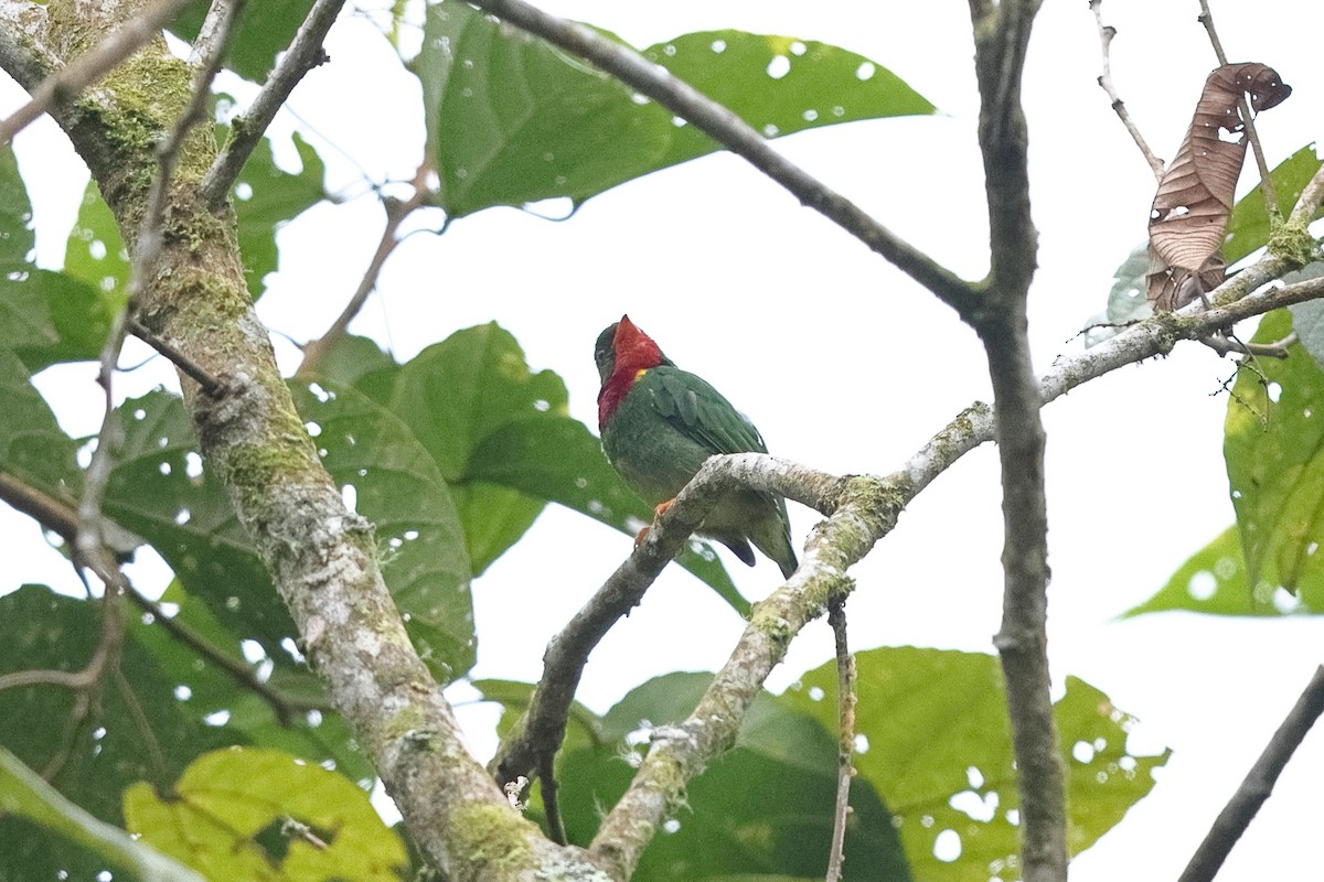 Fiery-throated Fruiteater - Sam Zhang