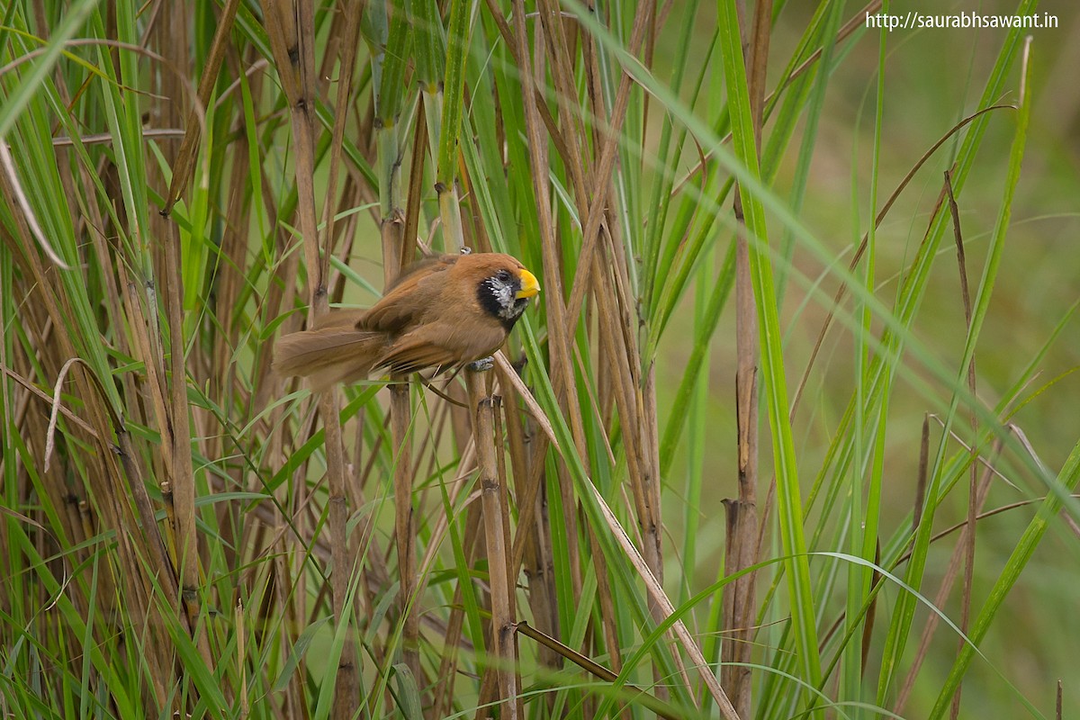 Black-breasted Parrotbill - ML55026881