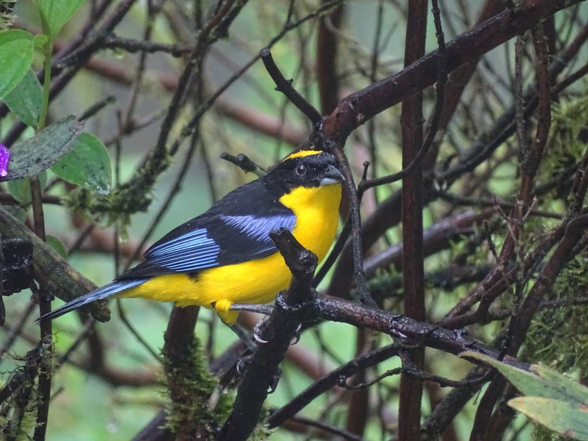 Blue-winged Mountain Tanager - ML550268951