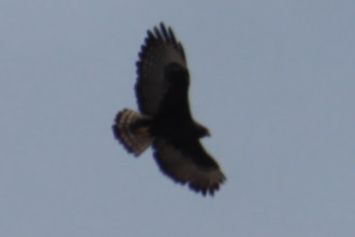 Short-tailed Hawk - ML550269211