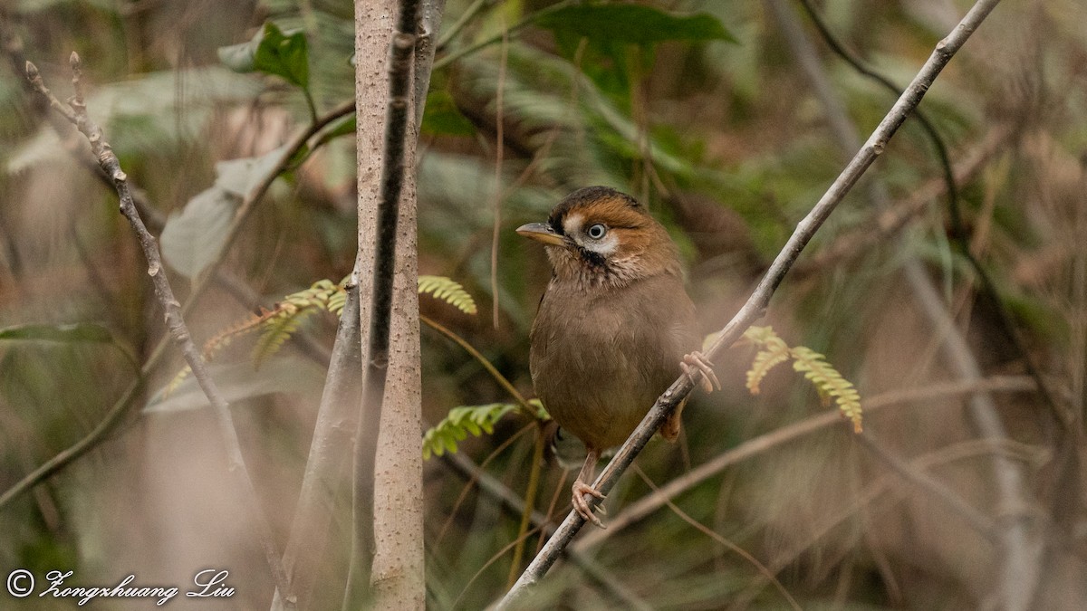 Moustached Laughingthrush - ML550269301
